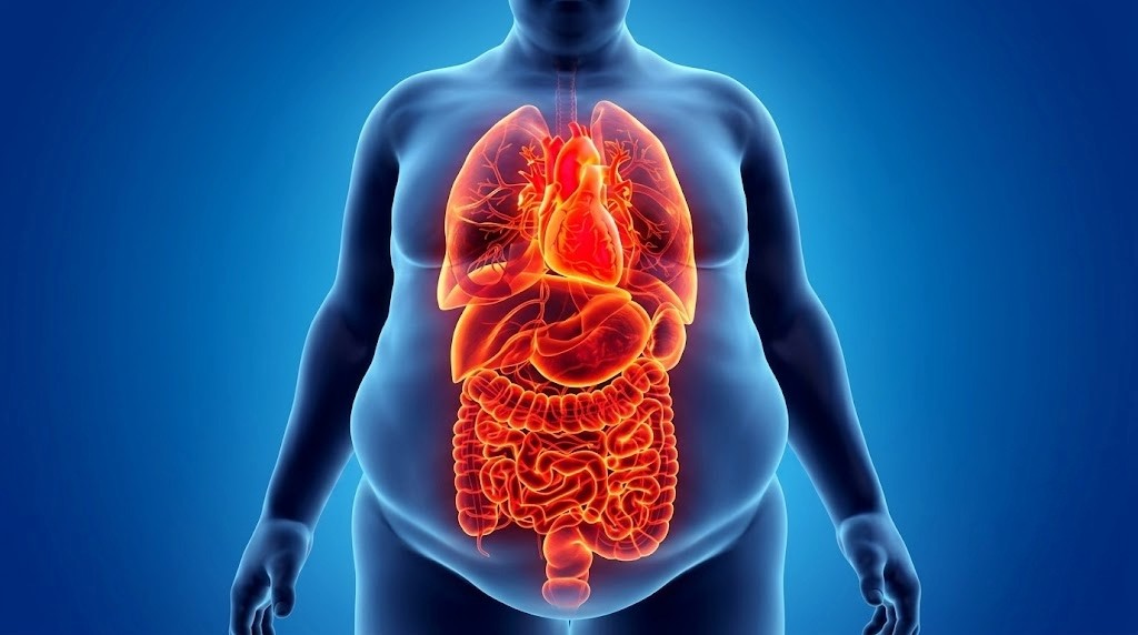 Human body showing metabolic organs