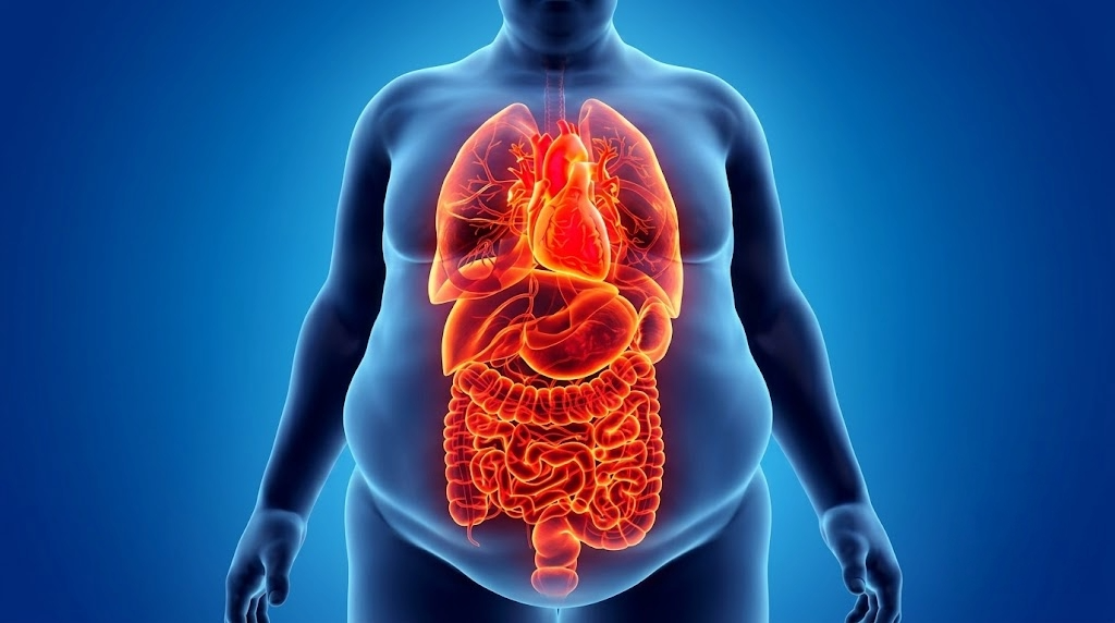 Human body illustration highlighting metabolic systems involved in weight regulation