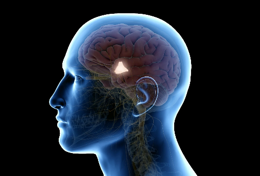 Illustration of the hypothalamus and appetite regulation
